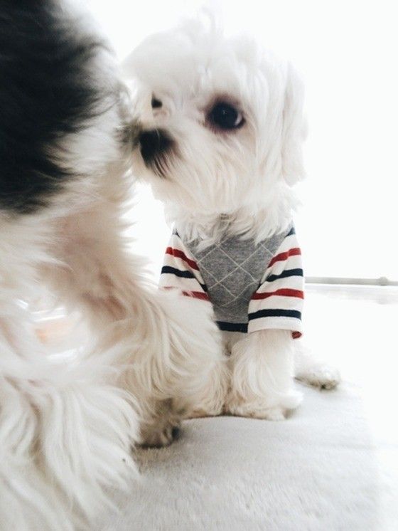 お尻の匂いをかいでいるマルチーズ