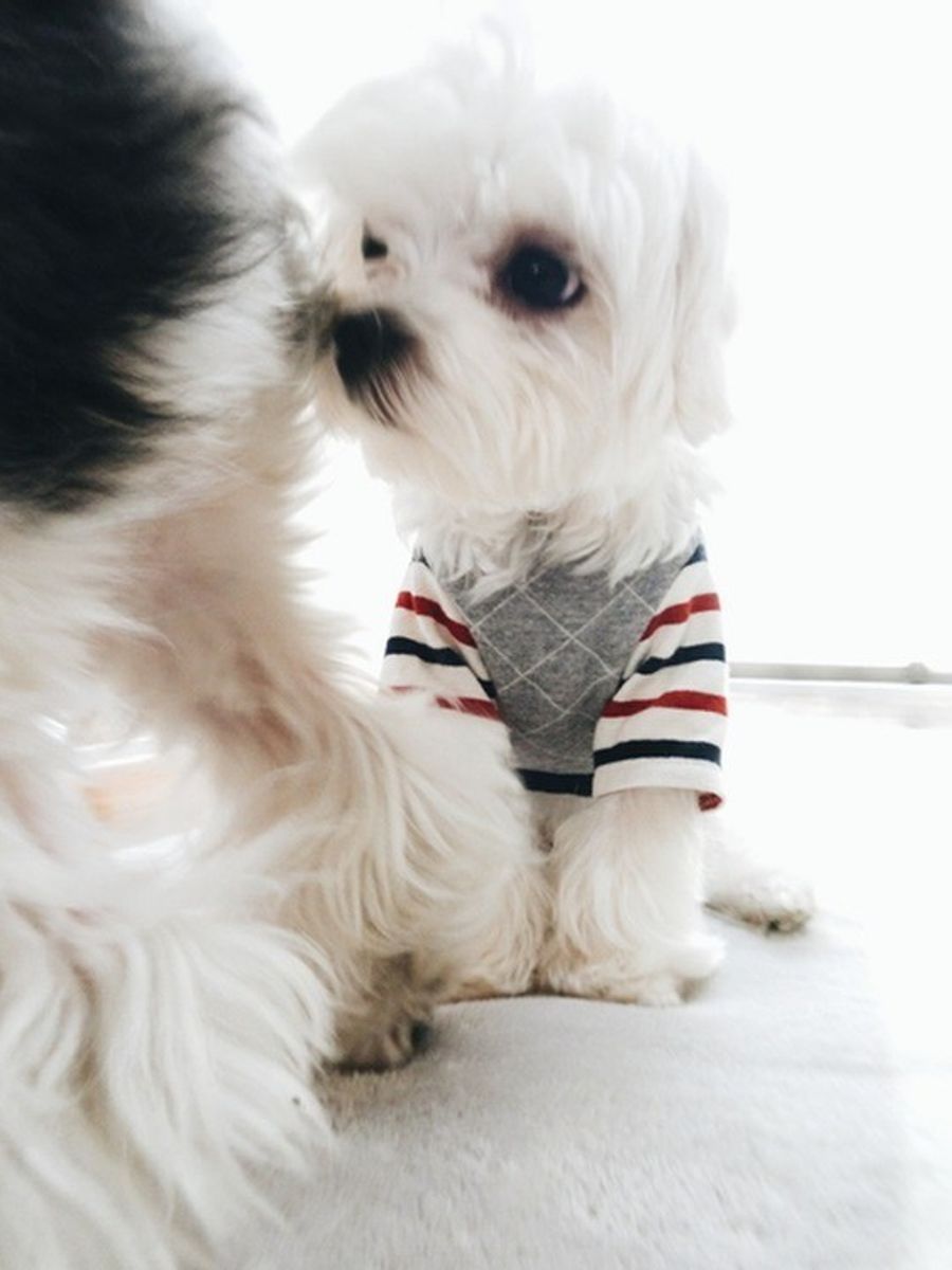 愛犬の ほかの犬に対するしぐさ には どんな理由や意味があるの いぬのきもちweb Magazine 愛犬の ほかの犬に対するしぐさ には どんな理由や意味があるの いぬのきもちweb Magazine