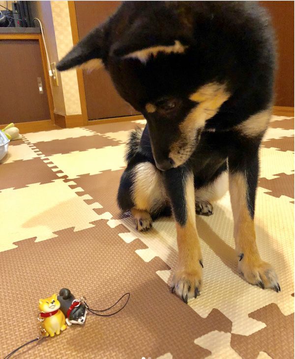 拒否犬ストラップ