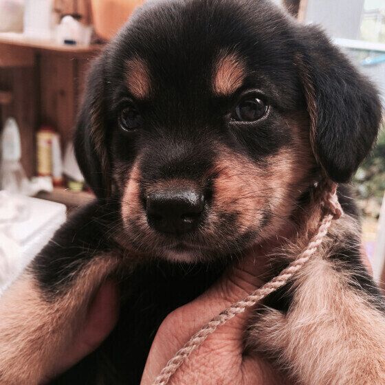 中型犬のゴン太くん