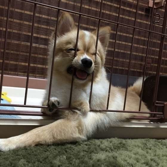 ケージでくつろぐ犬