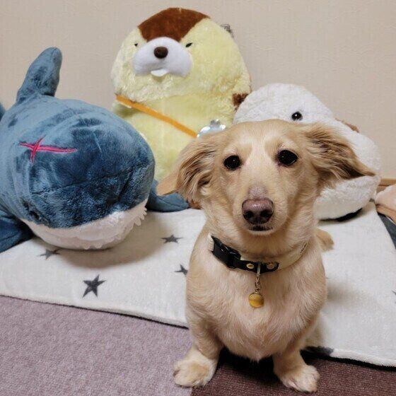 ぬいぐるみと並ぶミニチュア・ダックスフンド