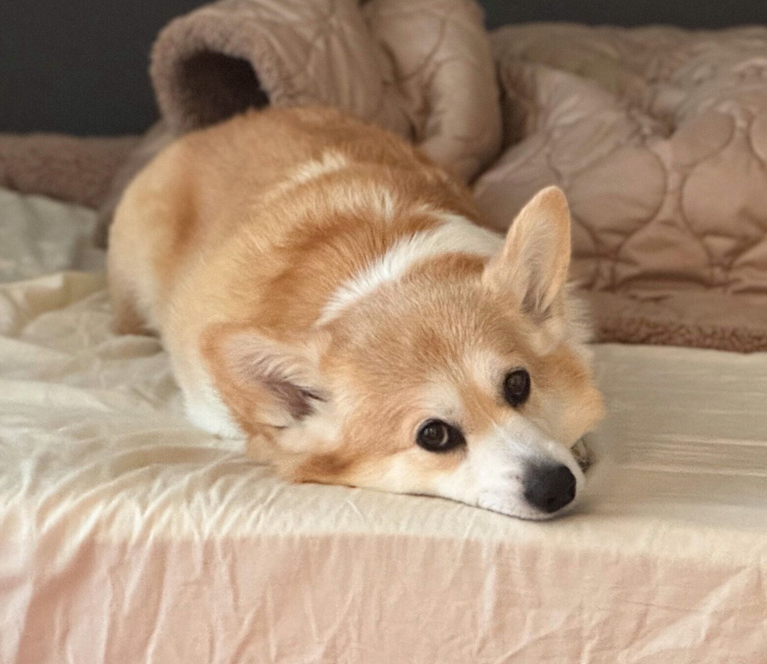 まったりするエルモちゃん