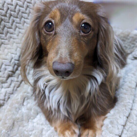 犬の「飛びつき」と「二足歩行」はどこまでさせると危険？ 獣医師に聞いてみた いぬのきもち