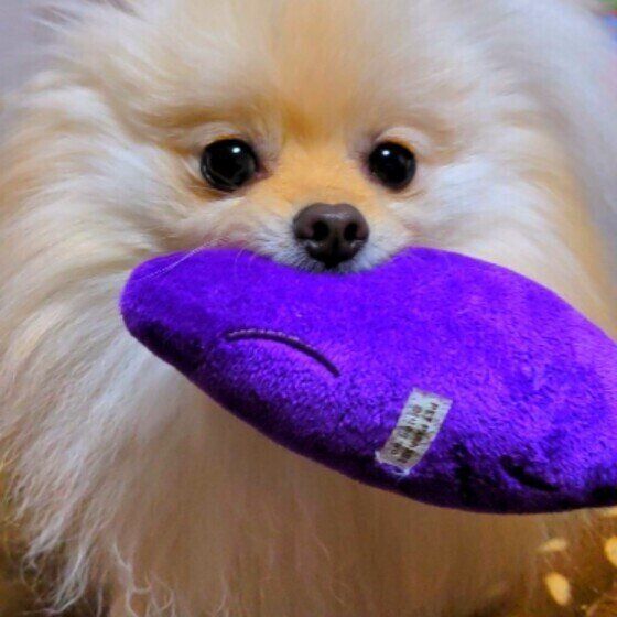 おもちゃをくわえてダッシュするポメラニアン