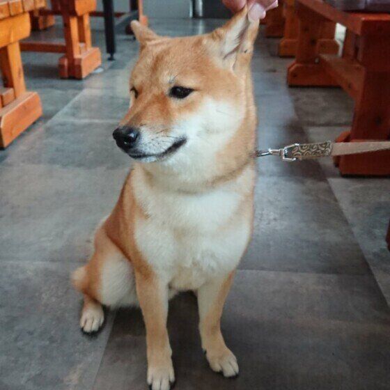 お座りする柴犬