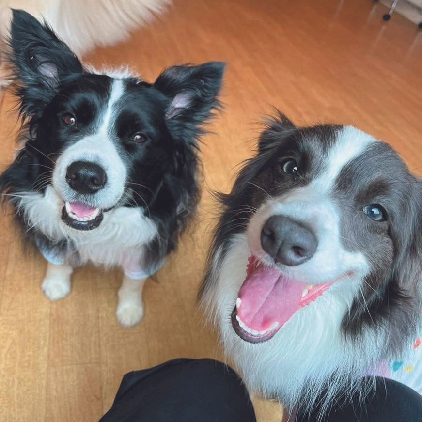右からリアーナちゃん（メス・１才）、シェリーちゃん（メス・６才）ともにボーダー・コリー