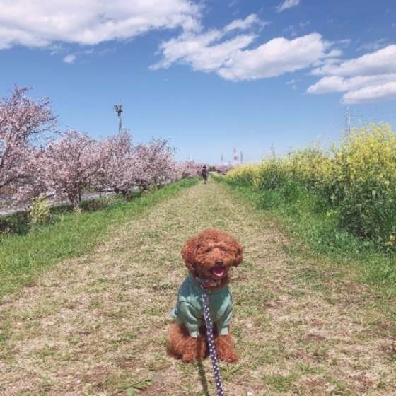満開の桜と菜の花と青空