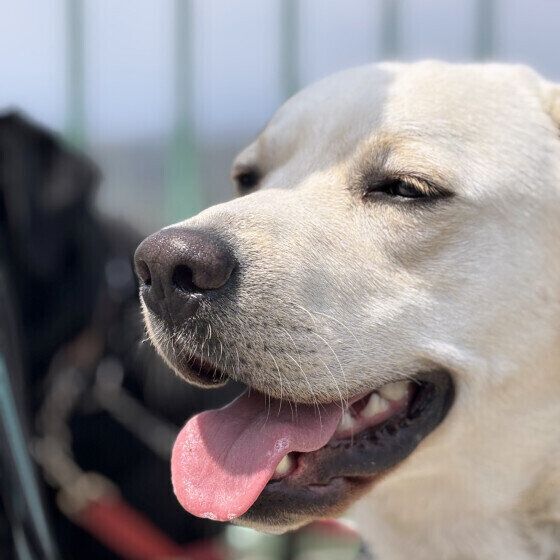 犬が興奮しているしぐさと犬を落ち着かせる方法 犬はどんなときに興奮しやすい？ ラブラドール・レトリーバー いぬのきもち