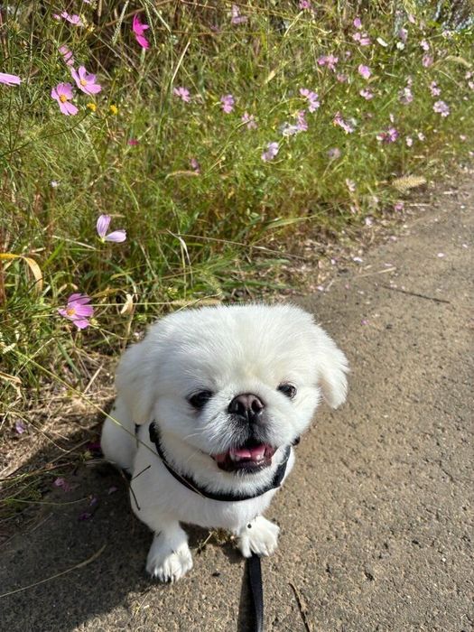成長したもふぞうくん。「少し疲れた表情が面白いです」と飼い主さん