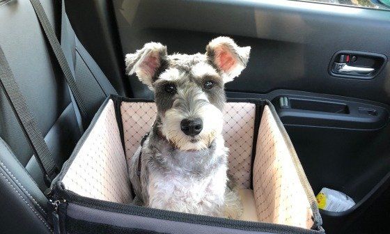 車でおりこうにしているミニチュア・シュナウザー