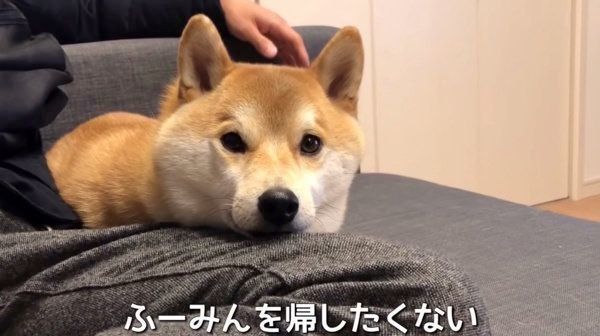 あざといテクニックを披露する柴犬