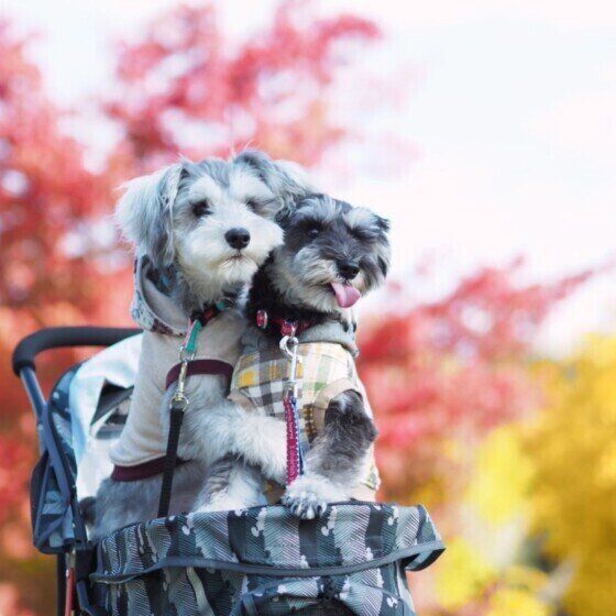 ミニチュア・シュナウザーのすだちちゃんたち