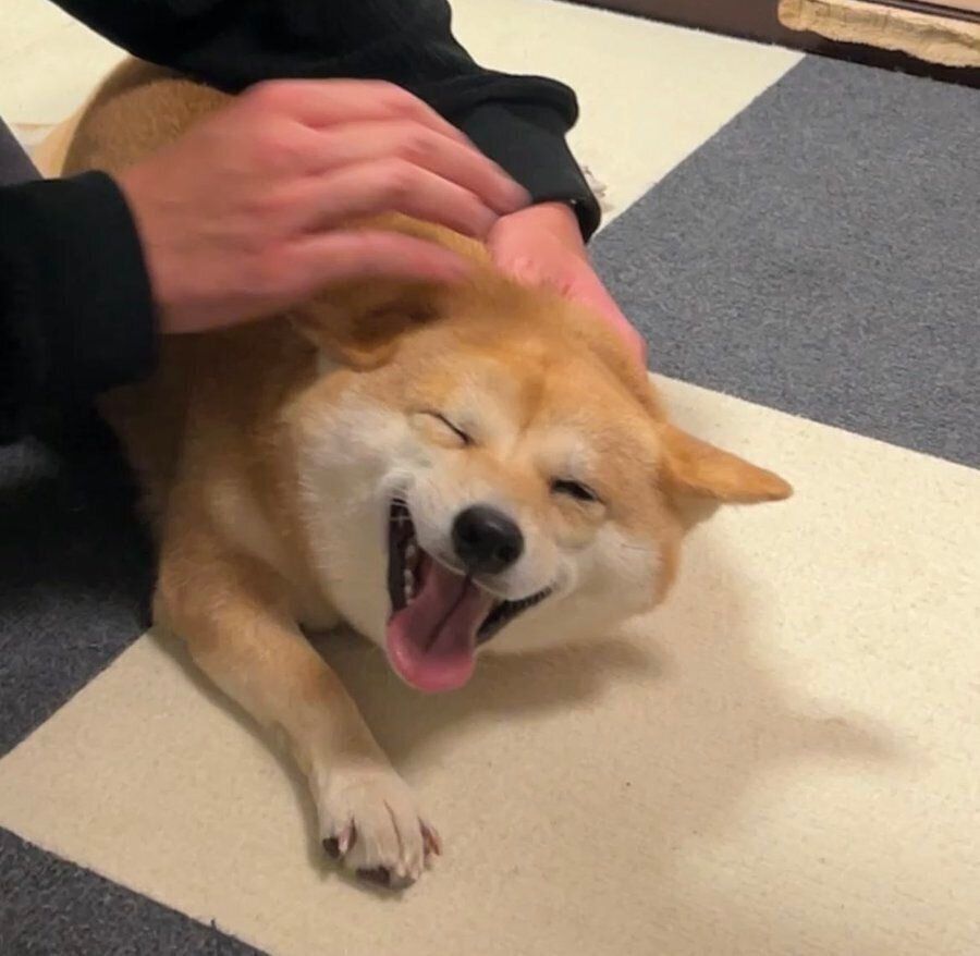 なでられて“笑顔”になる別の日のぐりちゃん