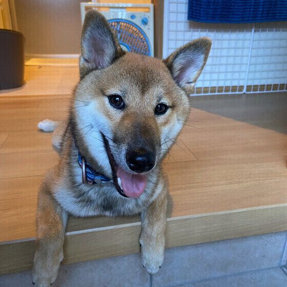 玄関で出迎える柴犬