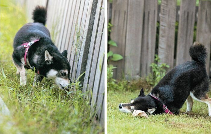 ドッグランを満喫する犬