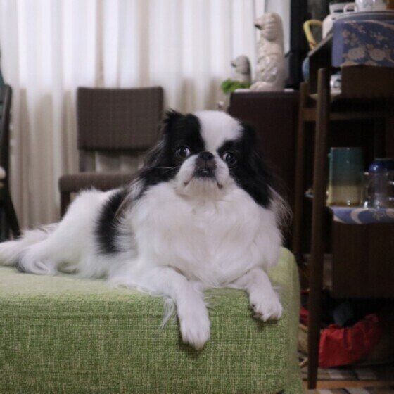 部屋でくつろぐ狆