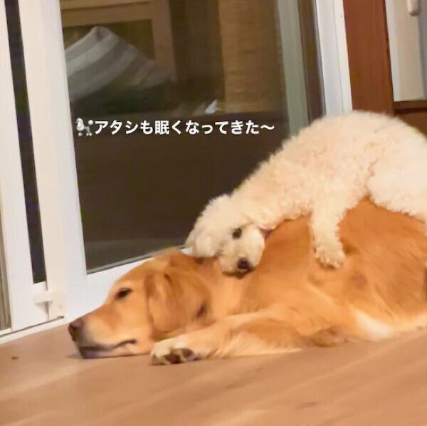 「カメの親子スタイル」でくつろぐゆめちゃんとうたちゃん