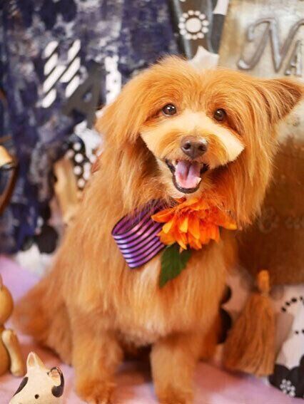 連載「こぐま犬てんすけ」