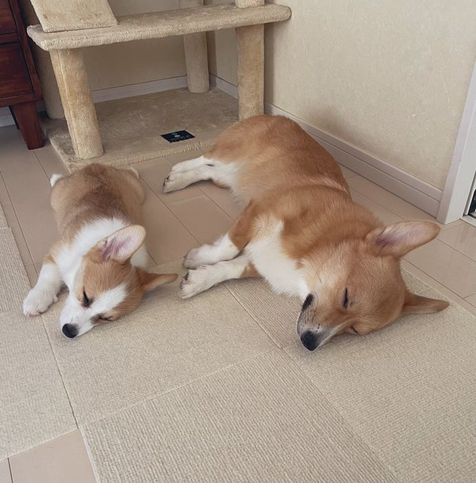 仲良く眠るぽんずくん、しおちゃん