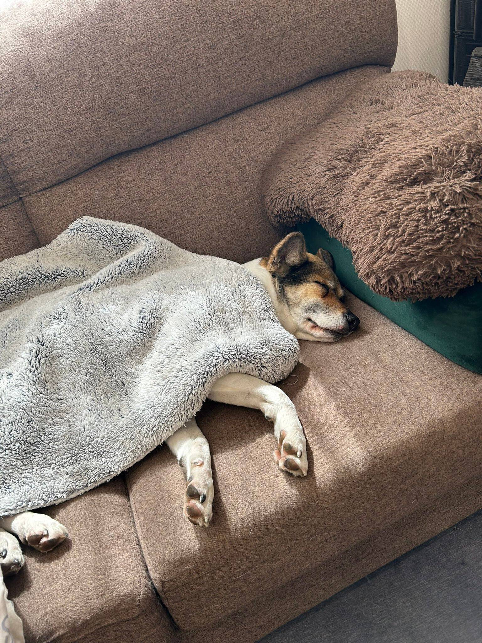 スヤスヤと眠るちまきちゃん　見ているだけで癒やされる
