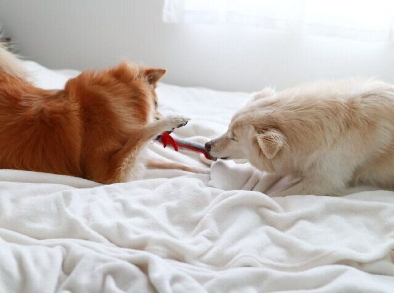 犬の方が懐が深い 穴澤賢の犬のはなし いぬのきもちweb Magazine 犬の方が懐が深い 穴澤賢の犬のはなし いぬのきもちweb Magazine