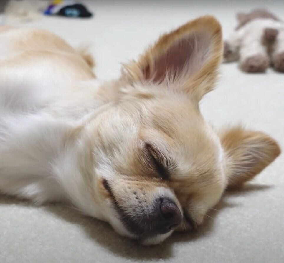 寝顔がかわいいチワワのみるくちゃん