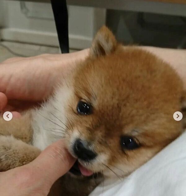 子犬時代の豆助くん