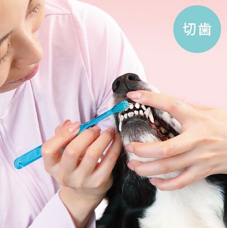 「イイコ」など、声をかけながらみがいて