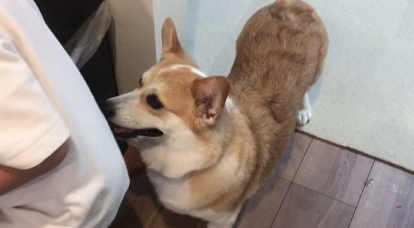 ダイエット中のコーギー