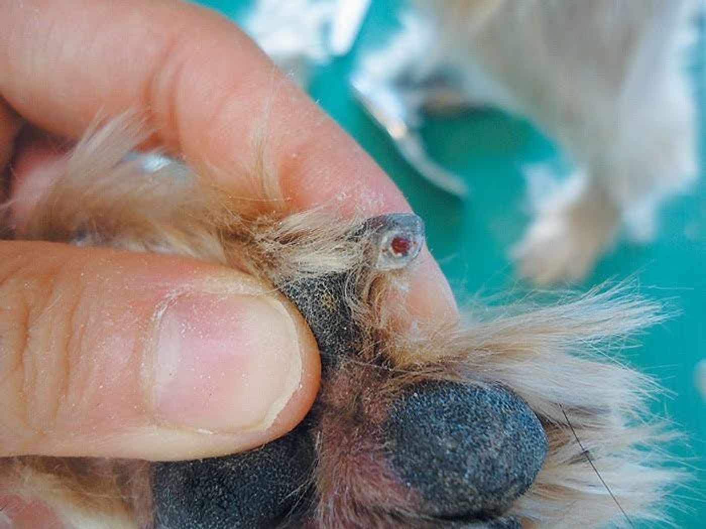 画像付き 年末にさっぱり 犬の爪切り 耳掃除のやり方を知ろう いぬのきもちweb Magazine 画像付き 年末にさっぱり 犬の爪切り 耳掃除のやり方を知ろう いぬのきもちweb Magazine