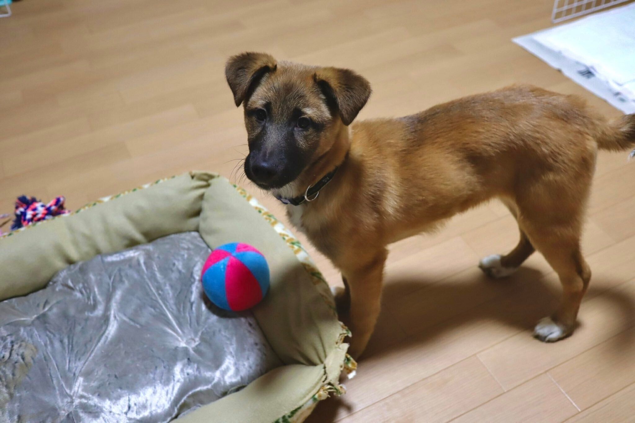 子犬時代のチョコくん