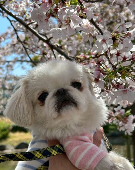 桜と一緒に写る犬