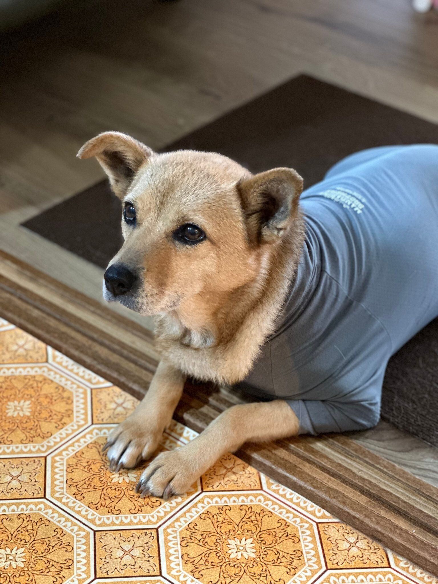 飼い主さんの家で暮らし始めたボビちゃん