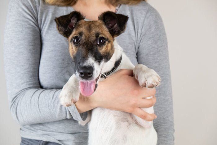 スムース・フォックス・テリア