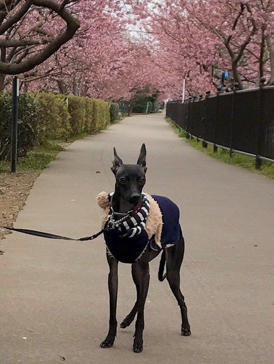 イタリアン・グレーハウンド