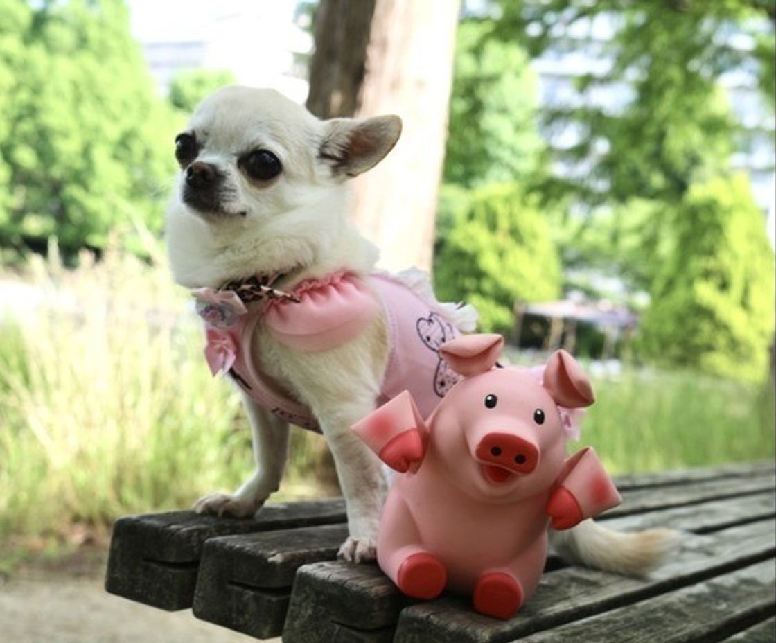 専門家が解説 ワンコが猫じゃらしで遊ばない 決定的な理由 とは いぬのきもちweb Magazine 専門家が解説 ワンコが猫じゃらしで遊ばない 決定的な理由 とは いぬのきもちweb Magazine