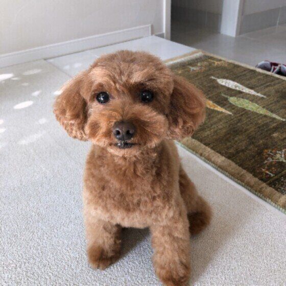 愛犬の長生きのために「愛犬と人生を楽しもう!」飼い主が気を付けたい3つのこと いぬのきもち