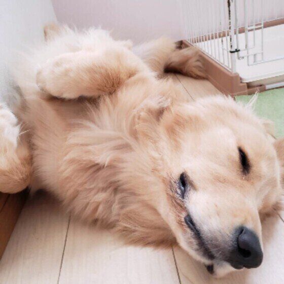 ゴールデン・レトリーバーのパルスくん♪