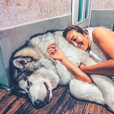 ビッグな体で甘えん坊のアントニーくん。モフモフ枕は飼い主さんの特権！