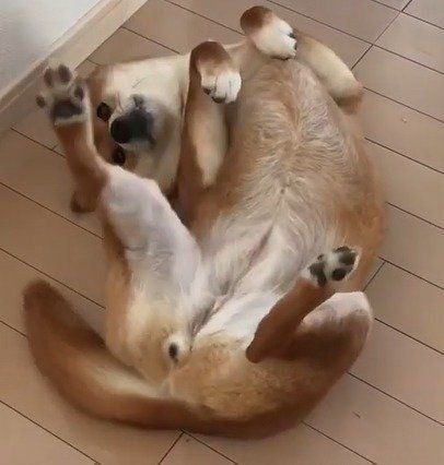 なでで欲しい柴犬ゆきちゃん