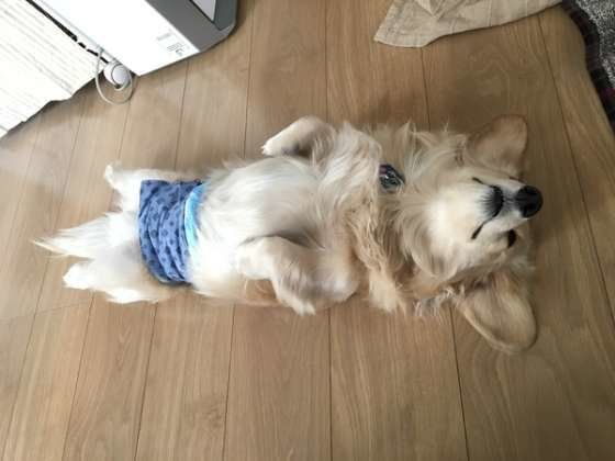 ダックスフンド