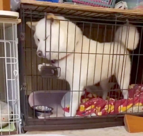 扉を開けるQ太郎くん