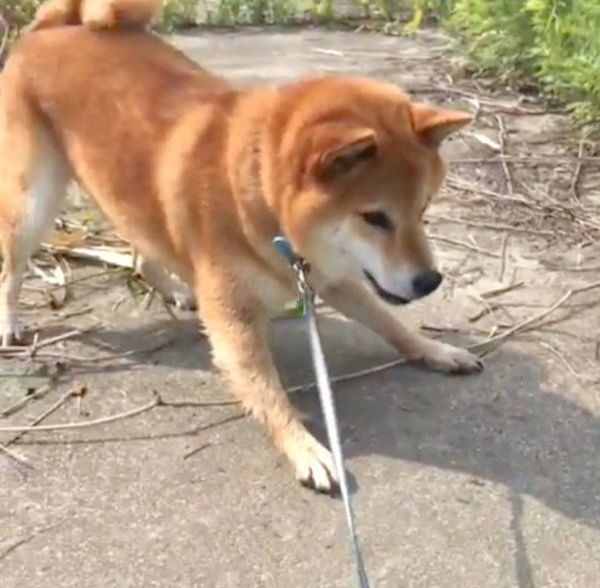 大きいカメに遭遇した柴犬