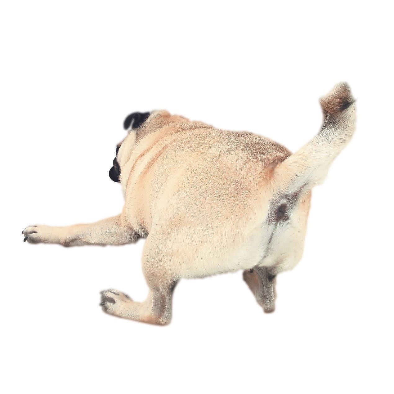 巻き尾でも上に伸ばして振ることが