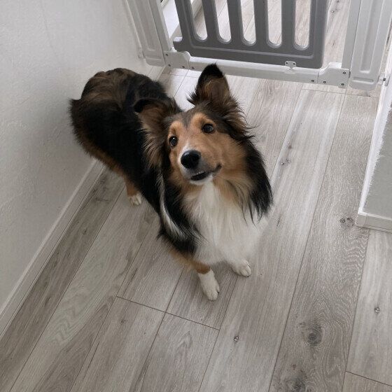 シェットランド・シープドッグ　何か要求