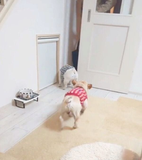 パパさんの帰宅を歓迎するボブくんとイブちゃん