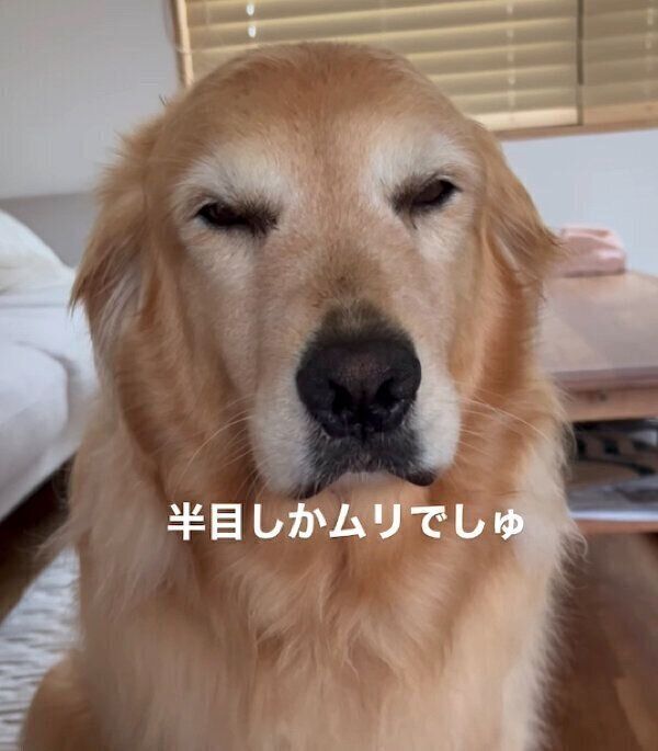 半目のハルちゃん