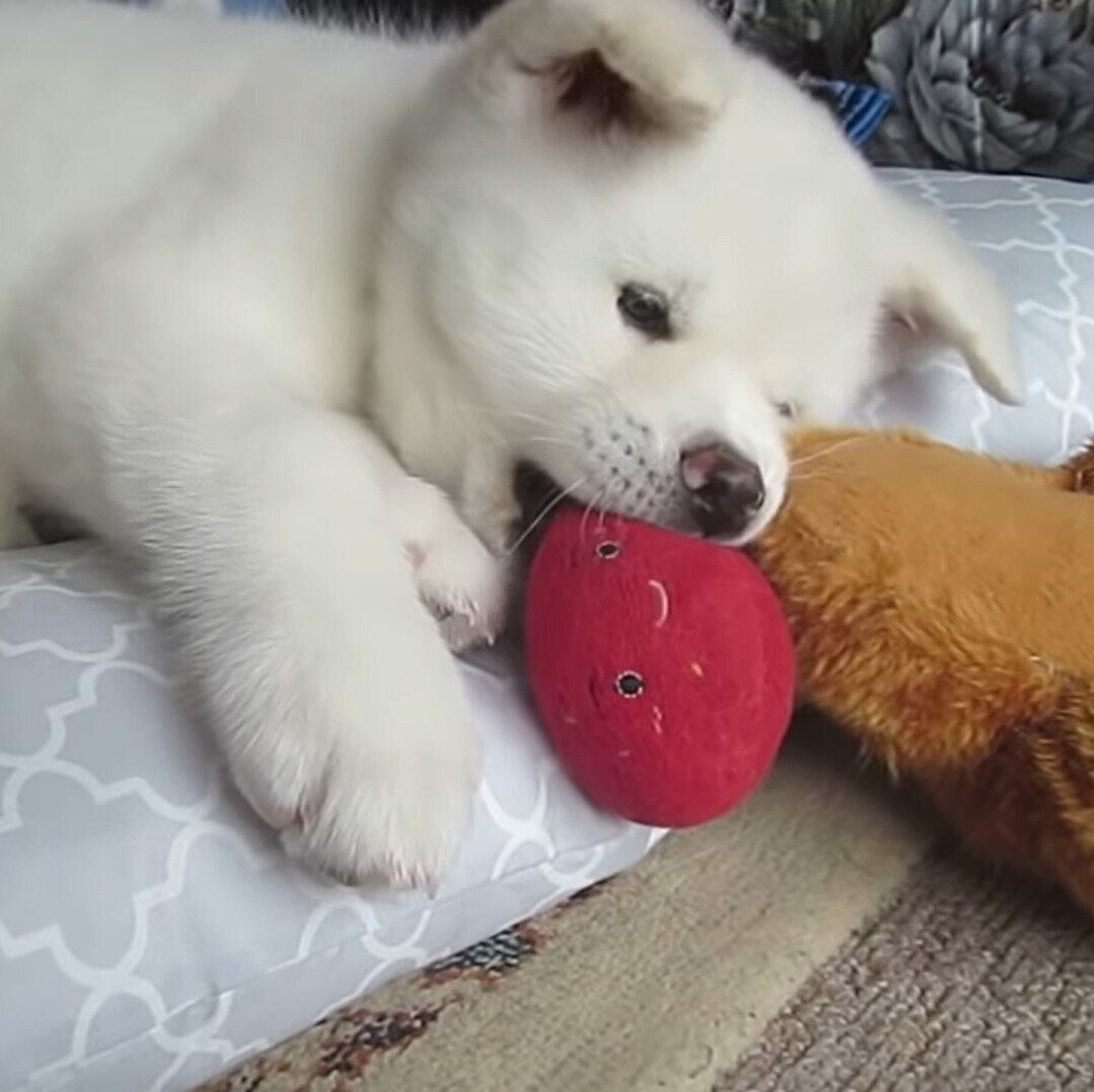 ピコピコピコ おもちゃで遊ぶもふもふ秋田犬の子犬 ほのぼのすぎる いぬのきもちweb Magazine