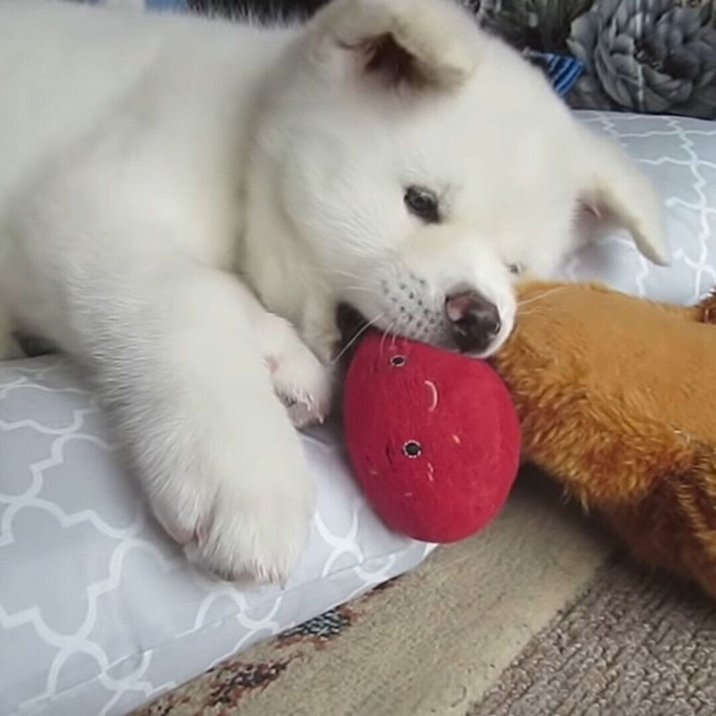 ピコピコピコ おもちゃで遊ぶもふもふ秋田犬の子犬 ほのぼのすぎる いぬのきもちweb Magazine ピコピコピコ おもちゃで遊ぶもふもふ秋田犬の子犬 ほのぼのすぎる いぬのきもちweb Magazine